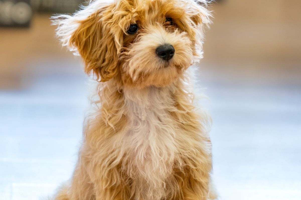 Kleine poedelkruisingen vergeleken: maltipoo, cavapoo, cockapoo & co