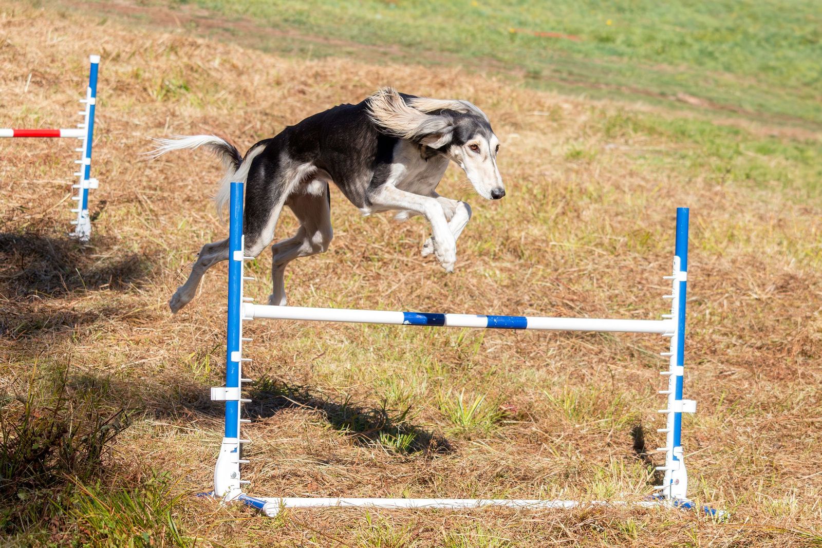 Hondensport voor toypoedels: van agility tot hoopers