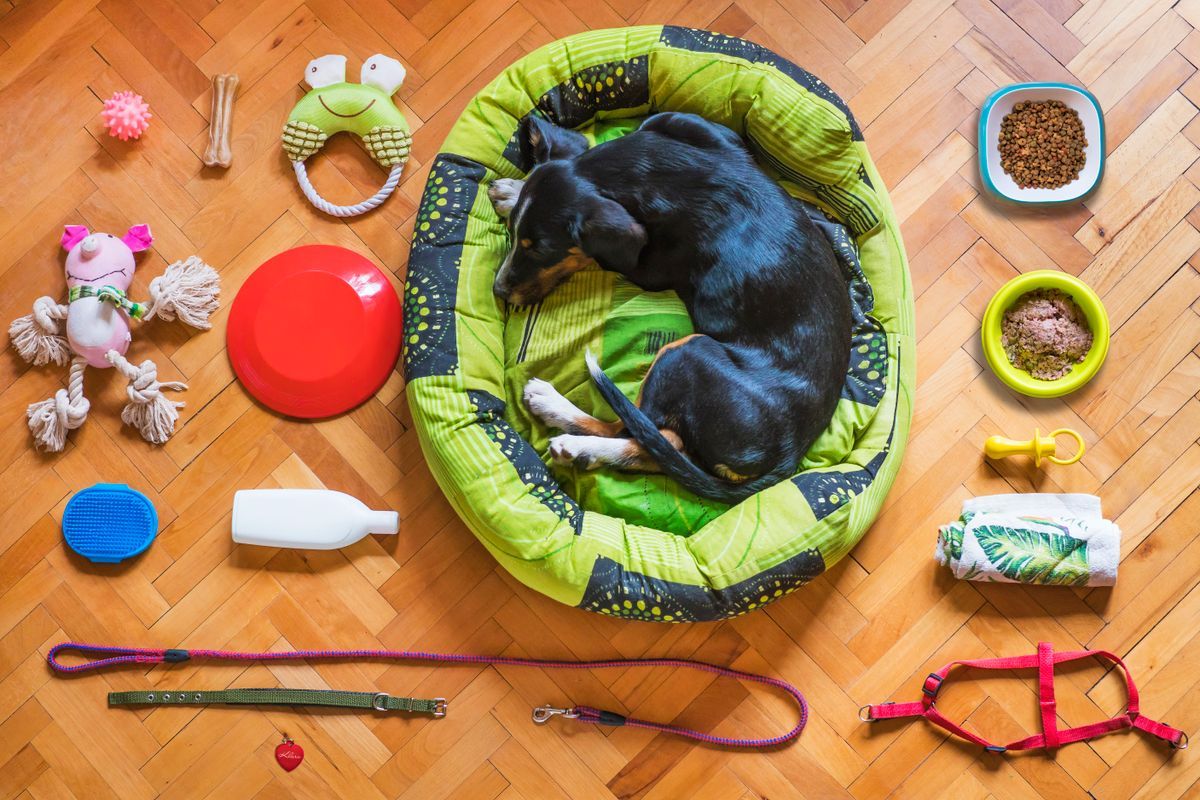 Toypoedel benodigdheden: de complete checklist voor je pup